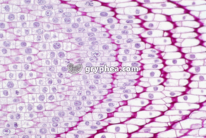 Méristème de racine de blé montrant des cellules en division (mitoses) CL x45 - gryphea.com